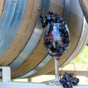 Winemaking Process - Harvest Season 2022