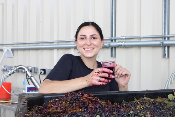 Woman working with grapes at Adirondack Winery